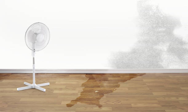 Best Water damage contractors near me  in Idyllwild Pine Cove, CA